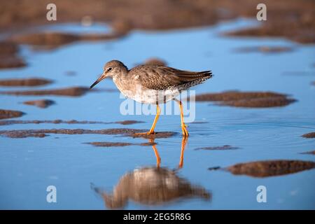 Redshank (Tringa totanus), Lindisfarne, Northumberland, Regno Unito Foto Stock