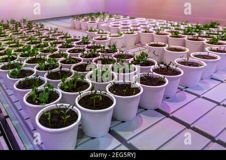 Pentole bianche con piantine di barbabietole, piselli in un clima artificiale Foto Stock