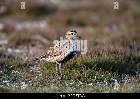 Golden Plover (Pluvialis albicaria), North Pennines AONB, Durham, Regno Unito Foto Stock