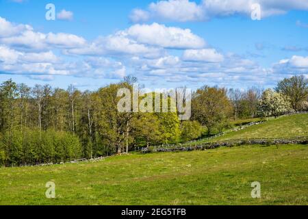 Paesaggio rurale con alberi in erba in primavera Foto Stock