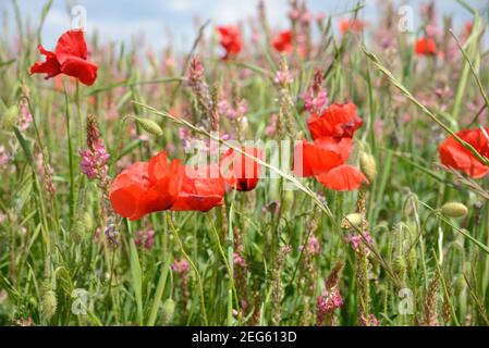 Campo di papaveri comuni, papaver somniferum, e comune sainfoin, Onobrychis viciifolia, Valensole Plateau Provenza Francia Foto Stock