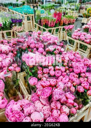 Peonie rosa e altri fiori multicolore alla base fioristica all'ingrosso, negozio con fiori per San Valentino il 14 febbraio o internazionale delle donne Foto Stock