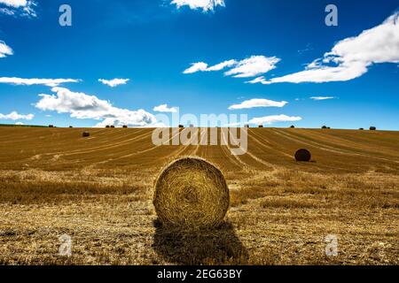 Balle di paglia dopo il raccolto. Pianura Limagne, Puy-de-Dôme, Auvergne-Rhône-Alpes, Francia Foto Stock