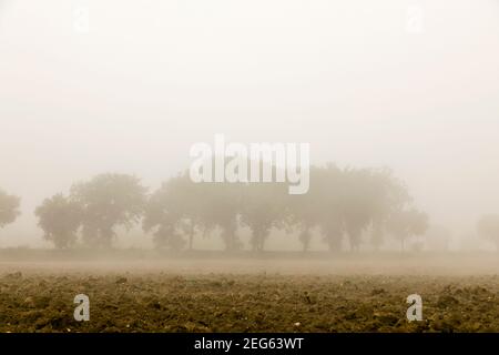 Alberi nella nebbia di mattina presto Foto Stock