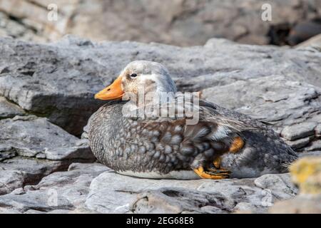 Falkland anatra al vapore, Brachypterus di Tachyeres, maschio adulto sdraiato sulla spiaggia di ciottoli, Isole Falkland, Malvinas Foto Stock