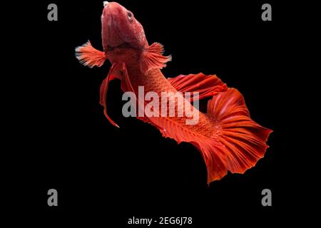 Betta pesce super rosso mezzaluna siamnese Fighting Fish Splendens on sfondo nero Foto Stock