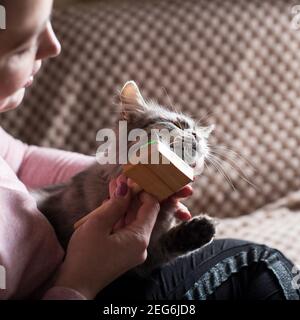 Cat primo piano quando la ragazza lo pettina con la spazzola. Foto Stock