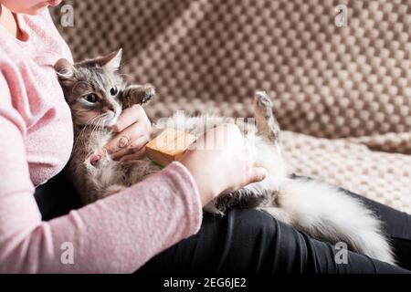 Giovane ragazza che combatte il suo gatto con pennello durante la molatura. Foto Stock