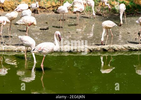 Uccelli da guado Flamingo in acqua nel Jurong Bird Park Singapore Foto Stock