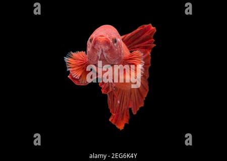 Betta pesce super rosso mezzaluna siamnese Fighting Fish Splendens on sfondo nero Foto Stock