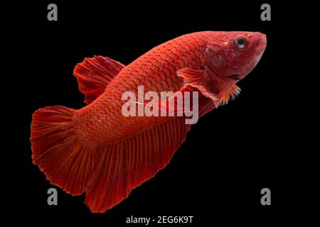 Betta pesce super rosso mezzaluna siamnese Fighting Fish Splendens on sfondo nero Foto Stock