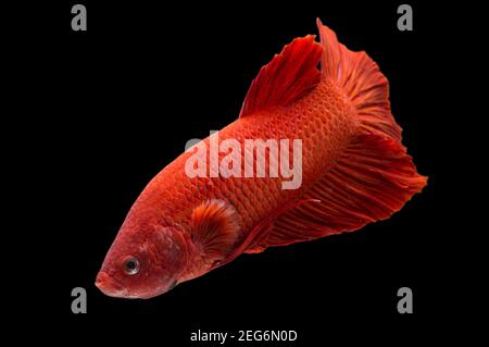 Betta pesce super rosso mezzaluna siamnese Fighting Fish Splendens on sfondo nero Foto Stock