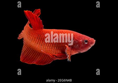 Betta pesce super rosso mezzaluna siamnese Fighting Fish Splendens on sfondo nero Foto Stock