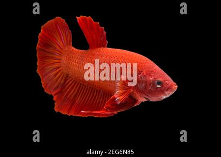 Betta pesce super rosso mezzaluna siamnese Fighting Fish Splendens on sfondo nero Foto Stock