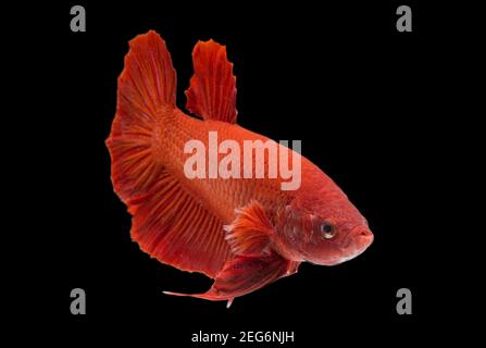 Betta pesce super rosso mezzaluna siamnese Fighting Fish Splendens on sfondo nero Foto Stock