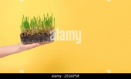 germogli micro-verdi in un vassoio di plastica in mano su uno sfondo giallo, banner, posto per il testo. Foto Stock