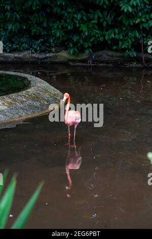 Un fenicottero caraibico rosa in uno stagno in Jurong Bird Parco Singapore Foto Stock