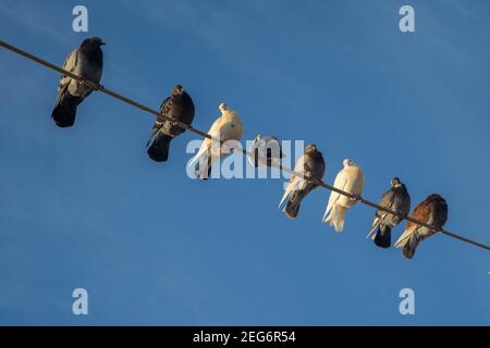 Colombe Foto Stock