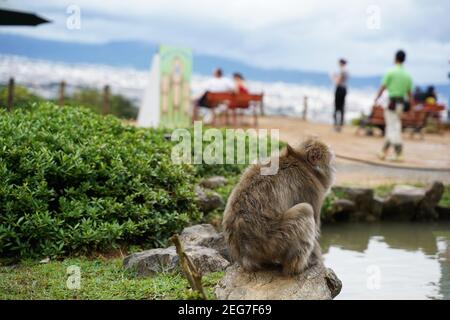 Scimmia seduta su una pietra accanto ad un laghetto in Il Parco delle scimmie di Arashiyama Foto Stock