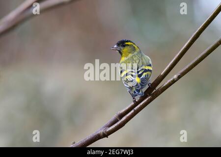 Pelle di sipelle eurasiatica maschile adulti (Carduelis spinus) arroccato su un albero in un giardino Foto Stock