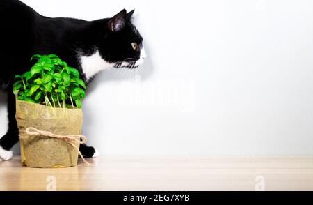 Bel gatto bianco e nero con occhi gialli closeup con una pentola di piante verdi su sfondo luminoso, Banner con gatto animale con erba verde, New Step Foto Stock