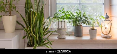 Gruppo di piante casalinghe su davanzale di legno bianco in una camera in stile scandinavo. Stile di vita della decorazione domestica Foto Stock