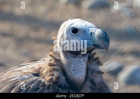 Il grifone avvoltoio primo piano (Gyps fulvus) testa girato molto da vicino mostrando piuma e becco dettagli. Scavengers in Africa e Medio Oriente. Foto Stock