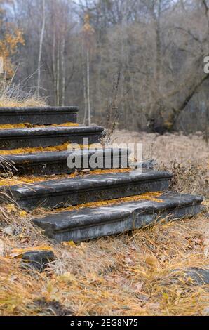 Scala a cinque gradini coperta di muschio e sopravvolta di erba in il parco autunnale Foto Stock