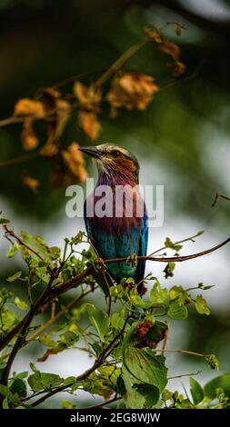 Rullo tostato lilla appollaiato sul ramo Foto Stock