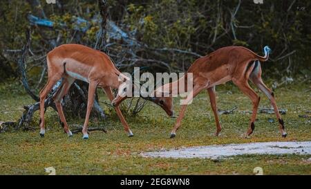 Due impala maschio in Liwonde National Park, Malawi Foto Stock