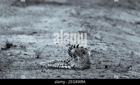 Ghepardo nel Parco Nazionale di Liwonde, Malawi Foto Stock