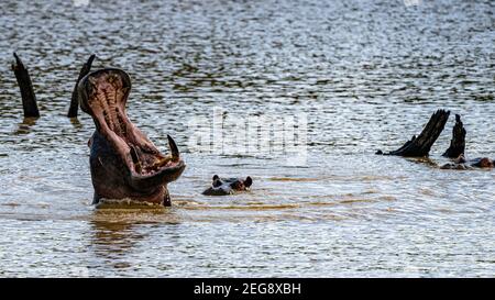 sbadiglio dell'ippopotamo Foto Stock