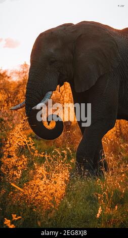 Elefante in luce dorata Foto Stock