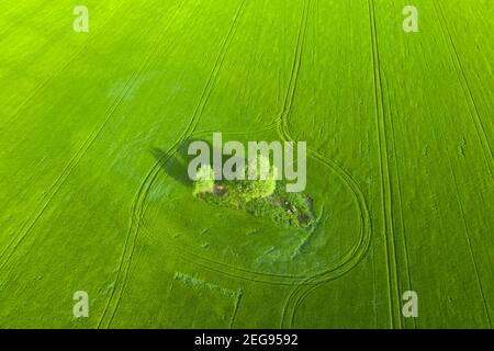 Campo verde di vista giovane di grano drone. Foto Stock