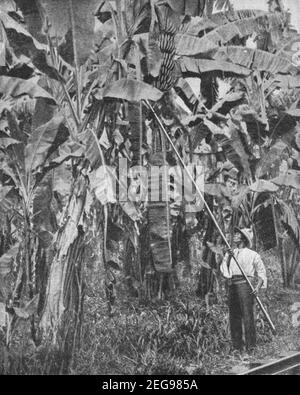 Inizio 20 ° secolo foto di uomo giamaicano che raccoglie le banane su Una piantagione in Giamaica circa all'inizio del 1900 durante il periodo Quando l'isola era una colonia britannica Foto Stock