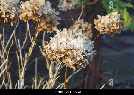 Arbusto di hydrangea con fiori appassiti in inverno prima di potare indietro. Fiori sbiaditi sullo sfondo. Bergen, Paesi Bassi, febbraio Foto Stock