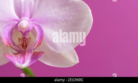 Orchidea Phalaenopsis fiore di fronte a sfondo rosa. Copia spazio. Bella orchidea rosa e bianca. Selezionare la messa a fuoco. Foto Stock
