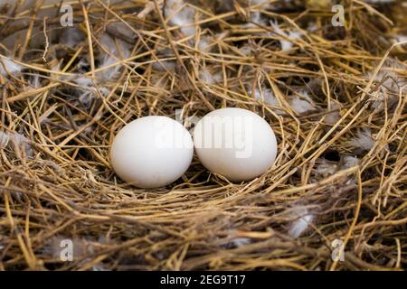 Colpo grandangolare di due uova di piccione che posano in un nido composto da cannucce secche e piume Foto Stock