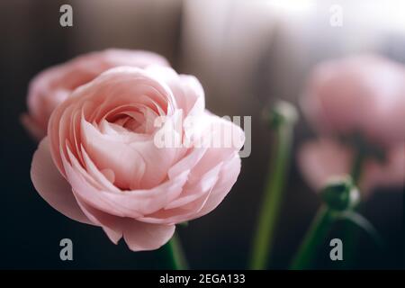 Ranunculus rosa pallido fiori primavera primo piano sfondo. Walpaper, spazio per il testo. Foto Stock