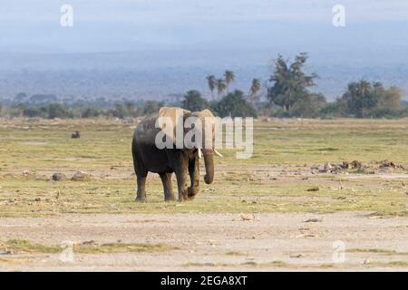 Elefante africano, Loxodonta africana, camminando su una breve vegetazione sulle pianure della riserva di gioco Masai Mara, Kenya Foto Stock