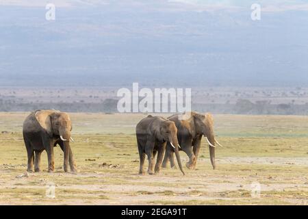 Elefante africano, Loxodonta africana, piccola mandria di animali che camminano su una breve vegetazione sulle pianure della riserva di gioco Masai Mara, Kenya Foto Stock