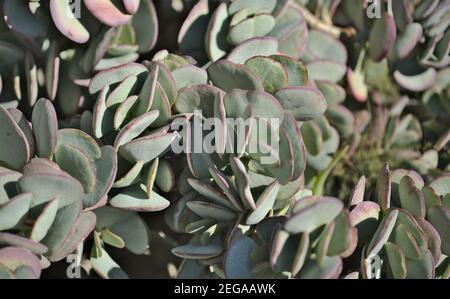 Crassula arborescens aka giada d'argento pianta succulente foglie macro naturale sfondo floreale Foto Stock
