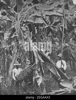 Inizio 20 ° secolo foto di uomo giamaicano che raccoglie le banane su Una piantagione in Giamaica circa all'inizio del 1900 durante il periodo Quando l'isola era una colonia britannica Foto Stock