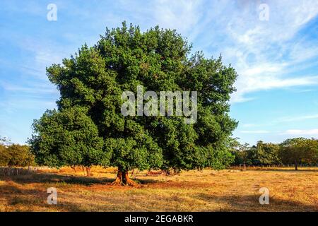 Enterolobium cyclocarpum, comunemente noto come guanacaste, caro, scimmia-orecchio albero o elefante-orecchio albero nella famiglia Pea, Fabaceae. Nativo di tropica Foto Stock
