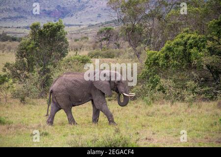 Elefante africano, Loxodonta africana, animale singolo che cammina su una breve vegetazione sulle pianure della riserva di gioco Masai Mara, Kenya Foto Stock