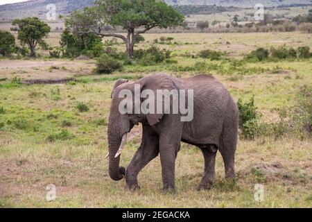 Elefante africano, Loxodonta africana, animale singolo che cammina su una breve vegetazione sulle pianure della riserva di gioco Masai Mara, Kenya Foto Stock