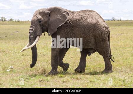 Elefante africano, Loxodonta africana, grande animale toro che cammina su una breve vegetazione sulle pianure della riserva di gioco Masai Mara, Kenya Foto Stock