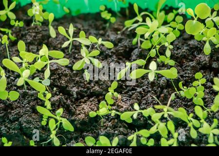 Primo piano di Microveens. Semina verde per piantare in giardino. Giardinaggio e coltivazione. Foto Stock