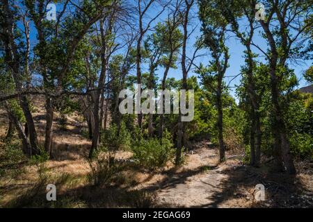 Cottonwoods e salici al Butterbredt Spring Wildlife Sanctuary, Jawbone–Butterbredt Area of Critical Environmental Concern, California, USA Foto Stock