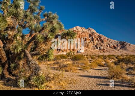 Joshua Tree, formazioni rocciose al Red Rock Canyon state Park, Mojave Desert, California, USA Foto Stock